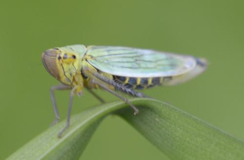 Réf. 191 111 : Cicadella viridis